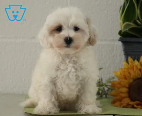 Carter Maltipoo