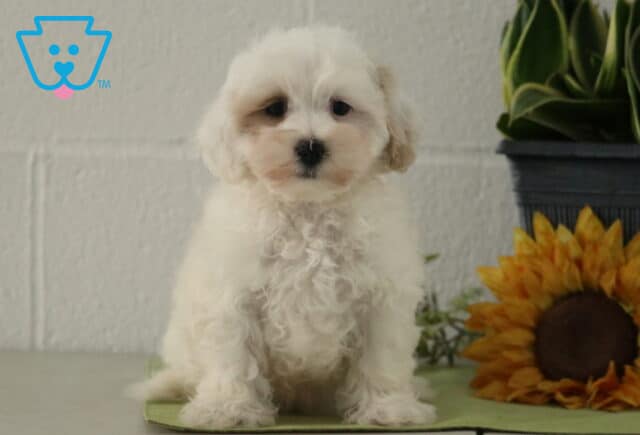 Carter Maltipoo image