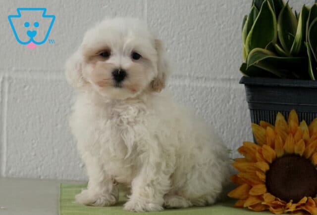 Carter Maltipoo2 image