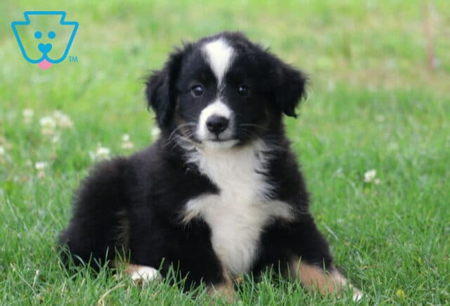 Black tri Mini Australian Shepherd puppy lying in lush green grass, gazing attentively at the camera with a bright white blaze, fluffy coat, and gentle expression. image