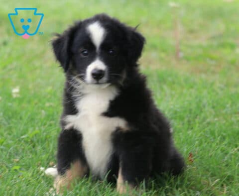 Black tri Mini Australian Shepherd puppy sitting in fresh green grass, showing off a fluffy black-and-white coat with tan accents and an alert, sweet expression.