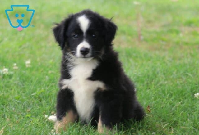 Black tri Mini Australian Shepherd puppy sitting in fresh green grass, showing off a fluffy black-and-white coat with tan accents and an alert, sweet expression. image
