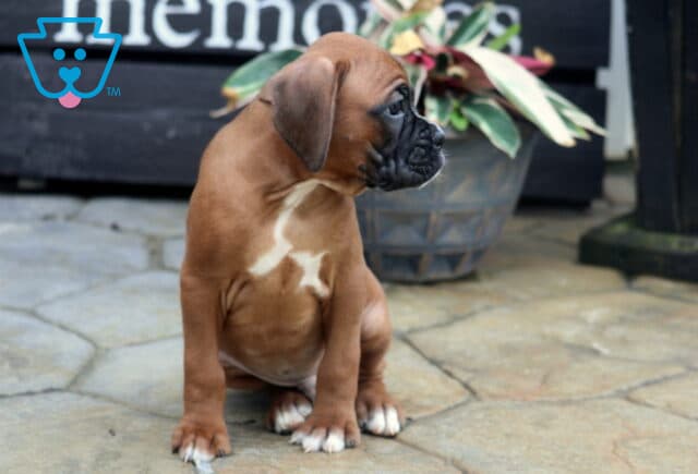 Champ Boxer image
