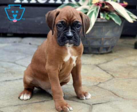 Champ Boxer2