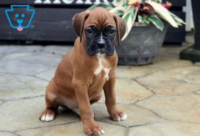 Champ Boxer2 image