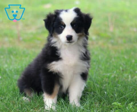 Black tri Mini Australian Shepherd puppy sitting upright in green grass, featuring a fluffy black-and-white coat, bright eyes, and an attentive, curious expression.