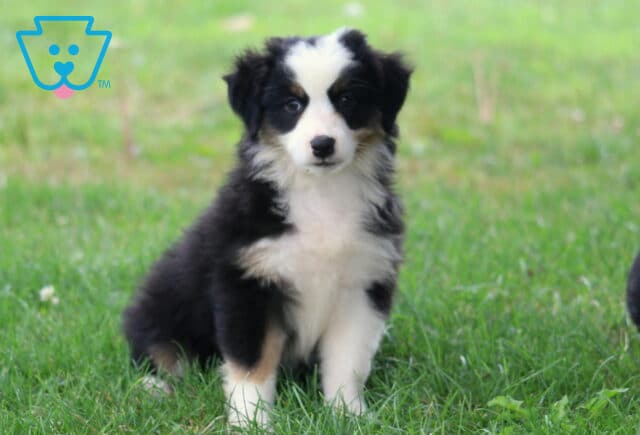 Black tri Mini Australian Shepherd puppy sitting upright in green grass, featuring a fluffy black-and-white coat, bright eyes, and an attentive, curious expression. image