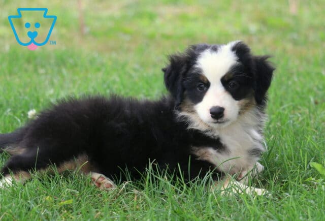 Black tri Mini Australian Shepherd puppy relaxing in the grass, showing a fluffy black-and-white coat, bright alert eyes, and a calm, lovable expression. image
