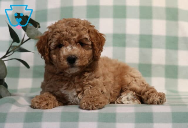Charlie Bichpoo image