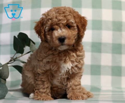 Charlie Bichpoo2