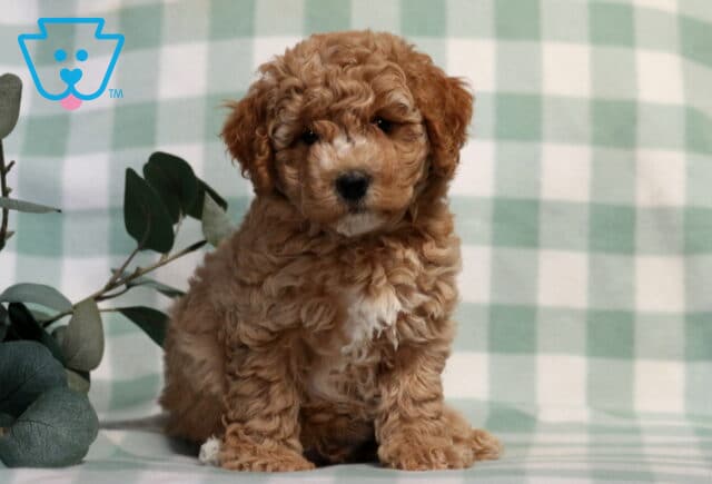 Charlie Bichpoo2 image