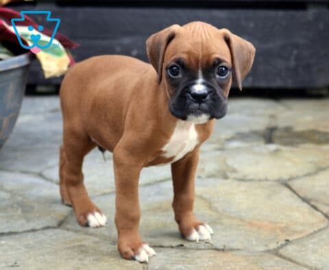 Chase Boxer