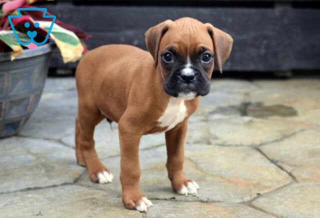 Chase Boxer image