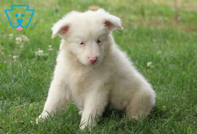White Mini Australian Shepherd puppy with a fluffy coat and pink nose sitting in green grass, looking down with a calm, gentle expression. image