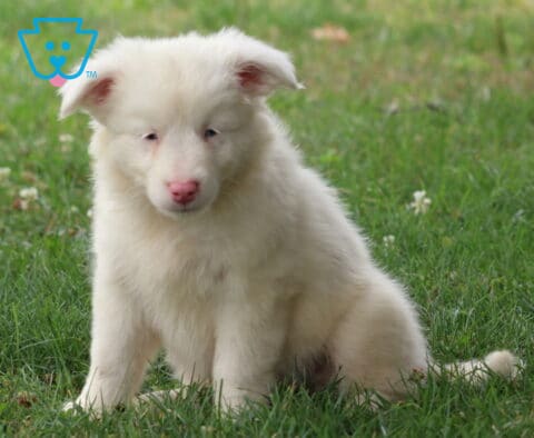 Fluffy white Mini Australian Shepherd puppy with a soft coat and pink nose sitting in green grass, looking forward with a sweet, relaxed expression.