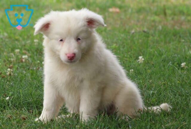 Fluffy white Mini Australian Shepherd puppy with a soft coat and pink nose sitting in green grass, looking forward with a sweet, relaxed expression. image