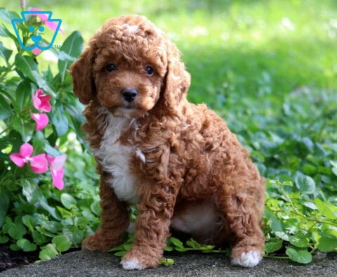 Cheerio Toy Poodle