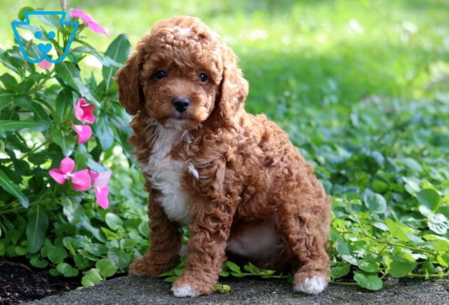 Cheerio Toy Poodle image