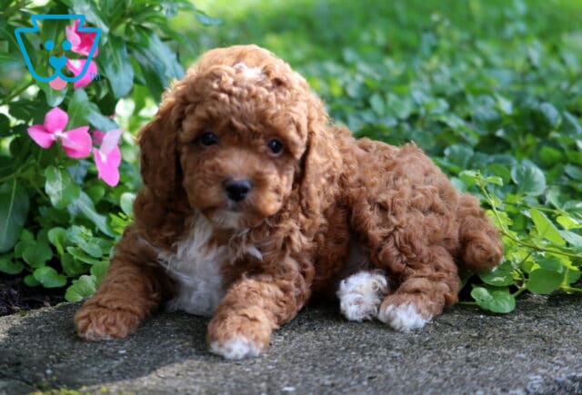 Cheerio Toy Poodle2 image