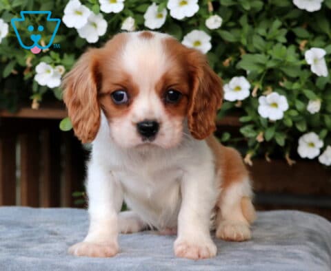 Chewy Cavalier