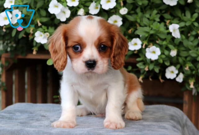 Chewy Cavalier image