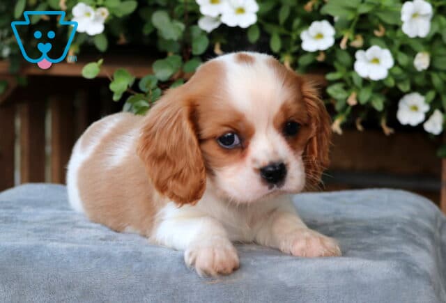 Chewy Cavalier2 image