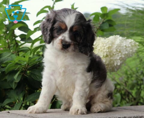 Chewy Cockapoo