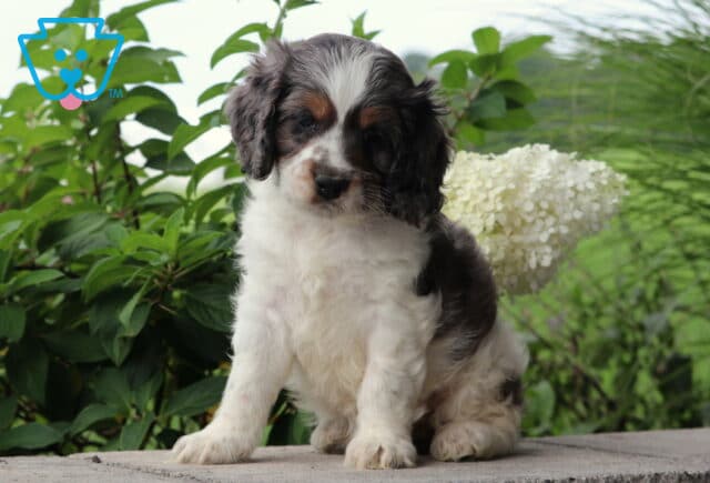Chewy Cockapoo image