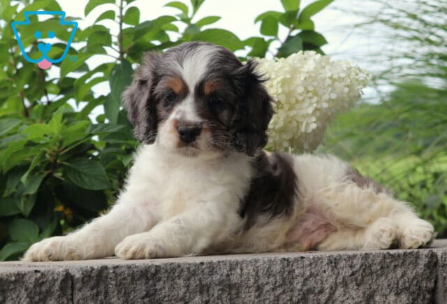 Chewy Cockapoo2 image