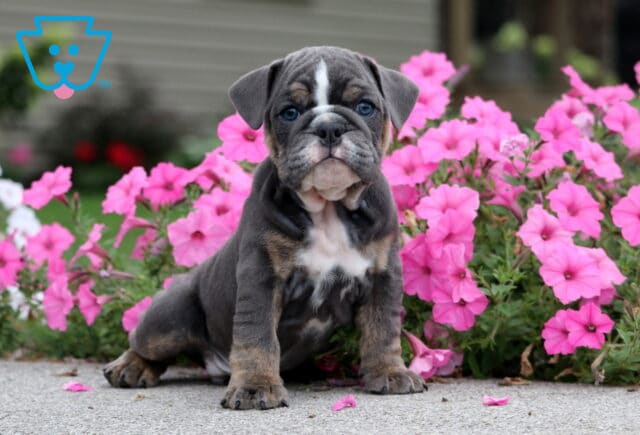 Chewy English Bulldog image