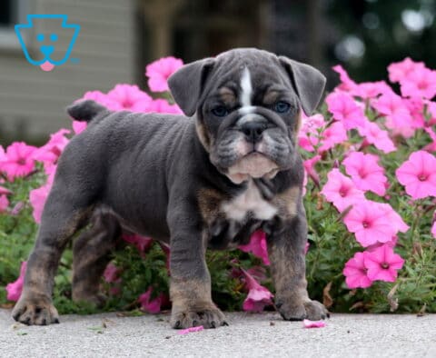 Chewy English Bulldog2