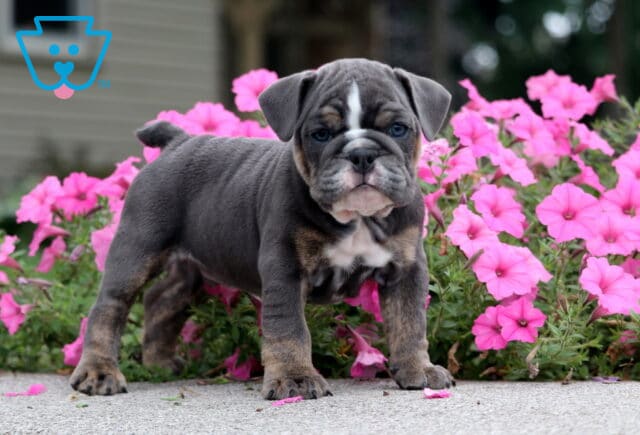 Chewy English Bulldog2 image