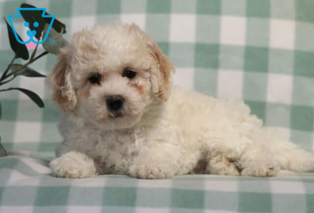 Chip Bichpoo image