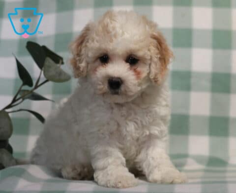 Chip Bichpoo2