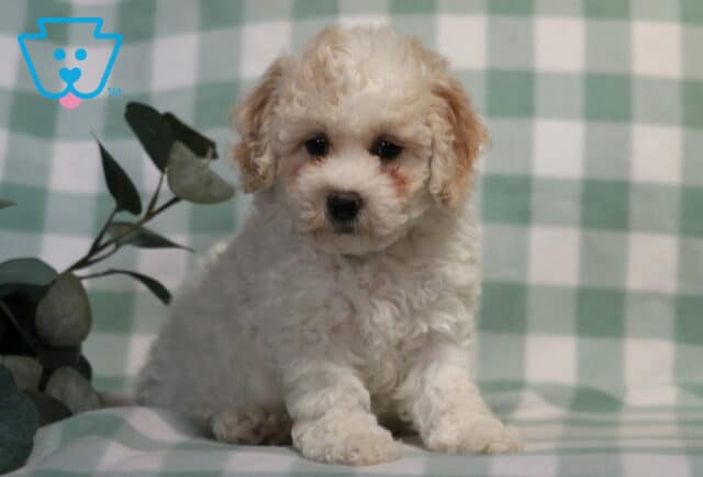 Chip Bichpoo2 image
