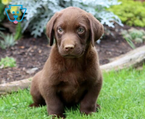 Chocolate Lab puppy sitting upright on bright green grass with a smooth brown coat and curious expression.