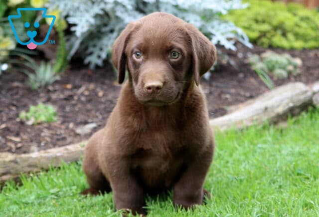 Chip Lab2 image