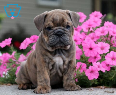 Chips English Bulldog