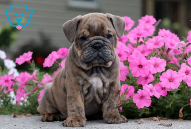 Chips English Bulldog image