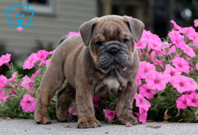 Chips English Bulldog2 image