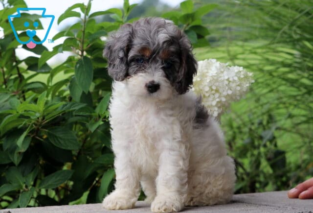 Chloe Cockapoo image