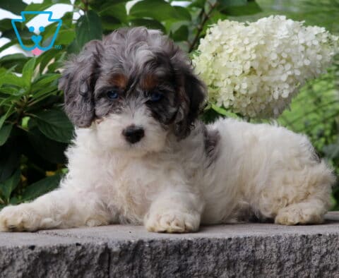 Chloe Cockapoo2