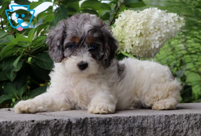 Chloe Cockapoo2 image