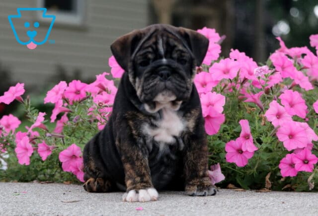 Chloe English Bulldog image