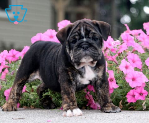 Chloe English Bulldog2