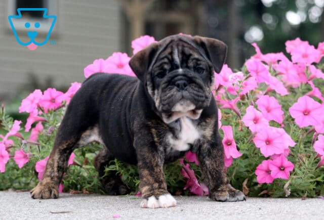 Chloe English Bulldog2 image