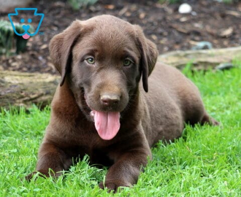 Chubbs Lab