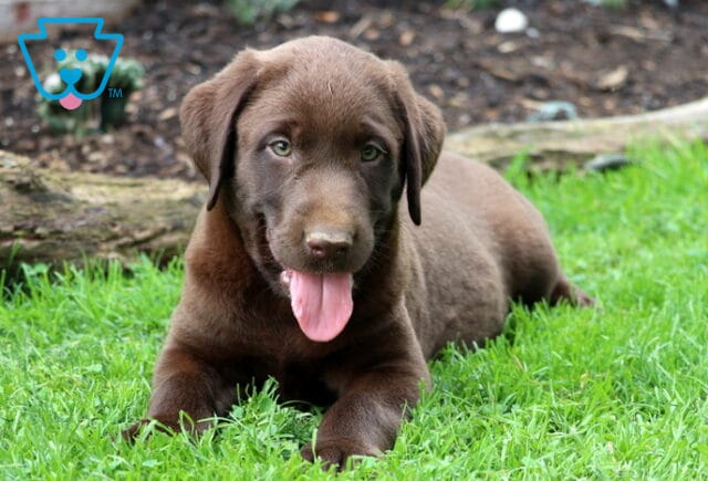 Chubbs Lab image