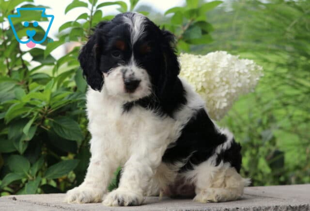 Chucky Cockapoo image