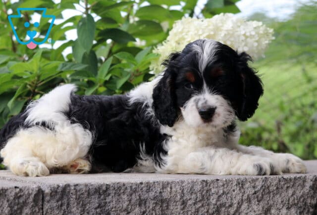 Chucky Cockapoo2 image